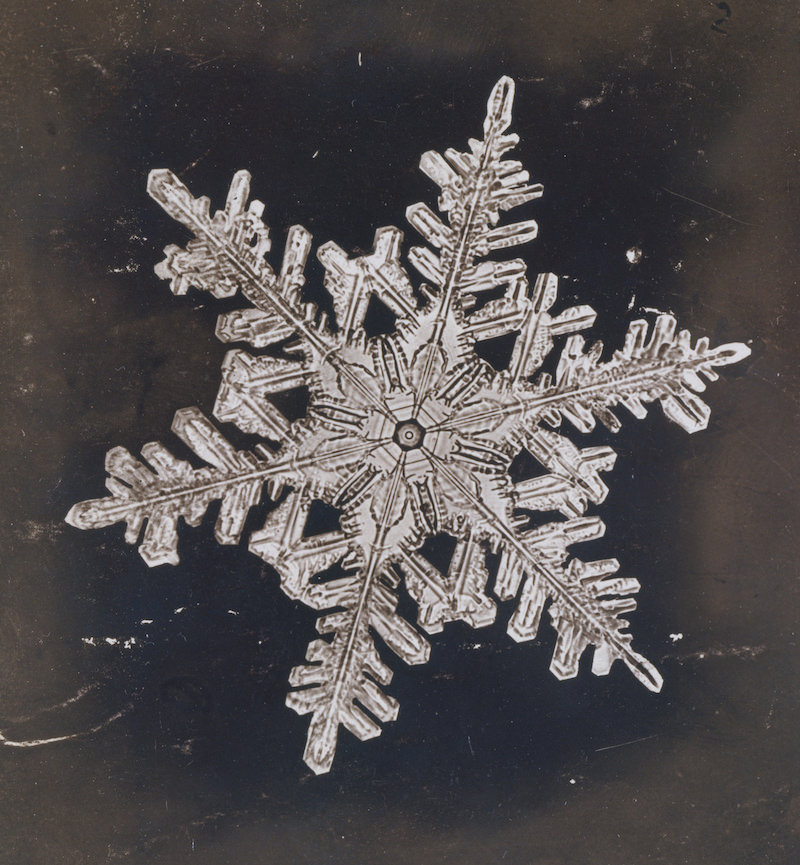Weiss Snowflake Snowflakes are White | Fardels Bear