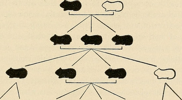 A chart showing simple Mendelian inheritance