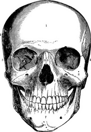 Drawing of a human skull