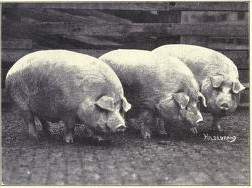 A picture of three hogs.